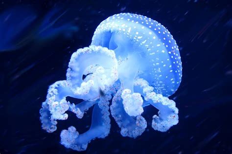  Unidentified Underwater Utopia: Exploring the Enigmatic Umbrella Jellyfish!