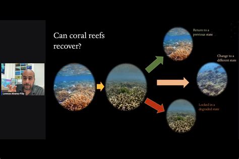  Xenia: ¿Conoces al Coral que baila? ¡Descubre su fascinante ciclo de vida en las profundidades!