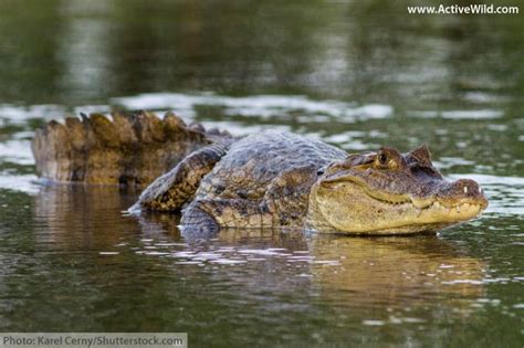  Caiman: Un Reptil con Armadura de Placas Óseas que Desafía el Tiempo en los Pantanos Tropicales