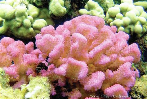  Cauliflower Coral: ¡Un Tesoro de los Mares Tropicales que Brilla con Colores Increíbles!