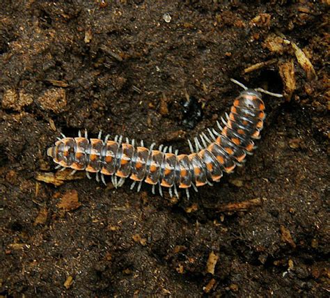 Flat-Backed Millipede: An Arboreal Dweller with a Fascinating Appetite for Decay!