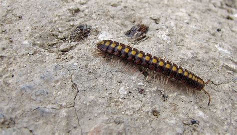  Flat-Backed Millipede: A Curious Creature Known for its Abundant Legs and Slow-Paced Adventures!