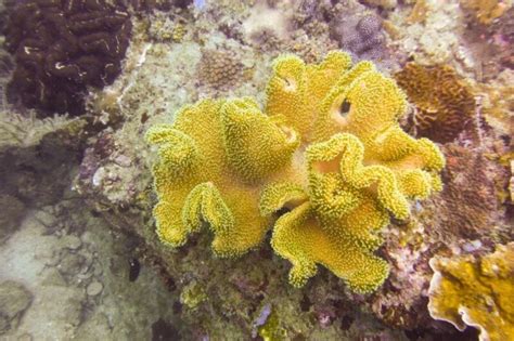  Leather Coral: ¿Una colonia sin cerebro que baila al ritmo de la marea? 