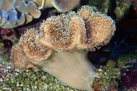  Leather Coral: ¡Un colorido residente submarino que construye sus propios hogares!