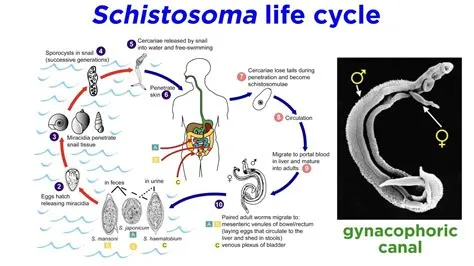  Monocercomonas: ¡Un flagelado solitario que desafía las normas de la vida social!