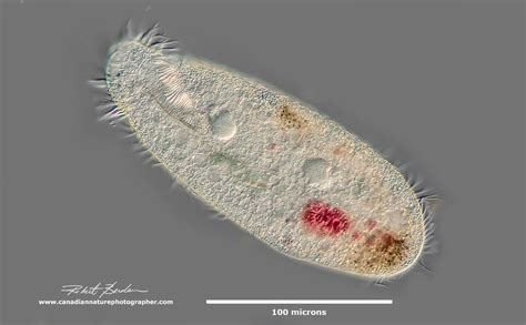  Tétrada: ¡Un Ciliado Microscópico con una Vida Social Compleja!