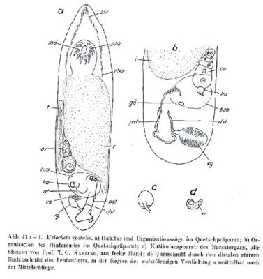  Worm-Like Wonders! Discover The Curious World Of The Westwood Turbellarian