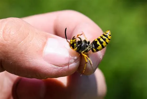  Yellowjackets: Los Agresivos Polinizadores con una Picadura Que Deja Recuerdos!