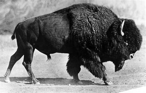  ¡Bisonte! El Gigante de las Llanuras Norteaméricanas con una Herencia que Resuena en la Historia y un Rugido Que Temblaría la Tierra