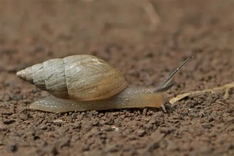  Caracoles: ¡Descubre estos pequeños héroes del jardín con una armadura brillante!