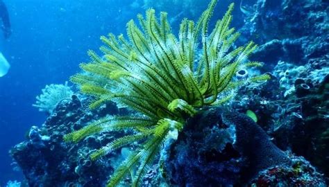  Coral, ¡Un Jardín Subacuático Que Revive Bajo la Luna Llena!