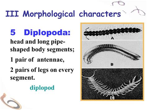  Diplopodos: ¿Una Curiosa Combinación de Segmentos y Antenas que Te Fascinará?