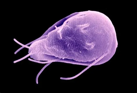  Giardia!  Un Microscopic Troublemaker Lurking in Your Water