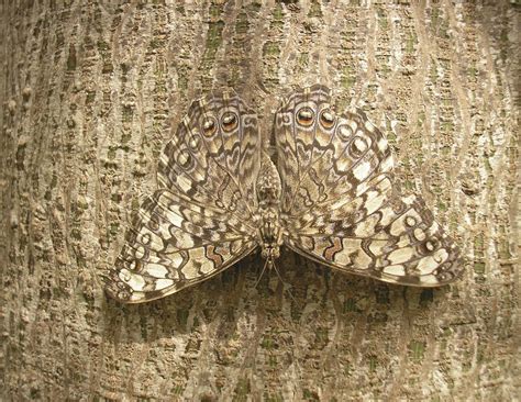  Ircinia: ¡Un campeón de camuflaje que desafía las normas de la naturaleza!