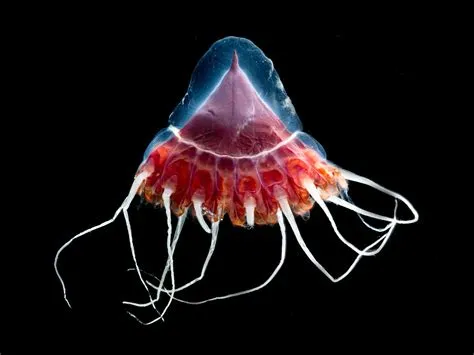  Istidea: Un Cnidario Luminoso que Resplandece en las Profundidades Oceánicas!