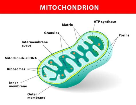  Mitochondrion! Descubriendo las Fascinantes Características de este Monstruo Microscópico