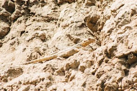  Monitore Lizard: Discover a Master of Camouflage Hiding Amongst Ancient Rocks!