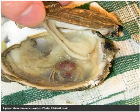  QPX Disease: Unveiling the Mysterious Parasite Lurking Within Oysters!