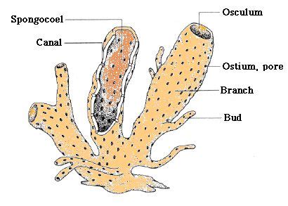 Disclaimer: Please note that while this article strives for accuracy and detail based on general knowledge about sponges, it's crucial to remember that the field of marine biology is constantly evolving with new discoveries. For specific and up-to-date information, always consult reputable scientific sources.