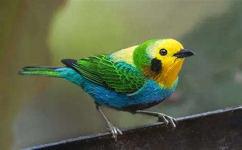  ¿Qué es lo que hace tan fascinante a un ave con una plumaje tan vibrante como el de la tangara azul? Un espectáculo multicolor en los árboles de América del Sur