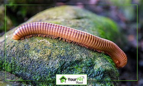  Xerochelodes!  Un Diplopodo con un Esqueleto Curioso y una Dieta Inusual