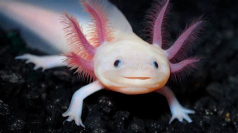  Xochimilco Axolotl: ¿Un Monstruo Acuático Atractivo o una Maravilla de la Evolución?