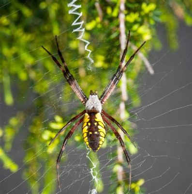  Yellow Garden Spider: Discover This Intricate Web Weaver With Its Enchanting Dance of Silk!