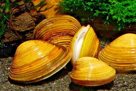  Yellow Mussel: ¡Un filtrador silencioso que crea su propio hogar en el fondo marino!