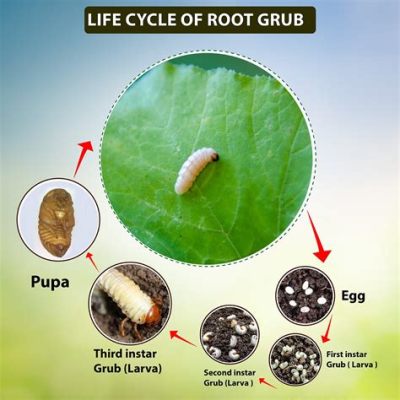  Yet Again, Another Wonderful Worm! Discovering the Enchanting Lifecycle of the Yellow Grub